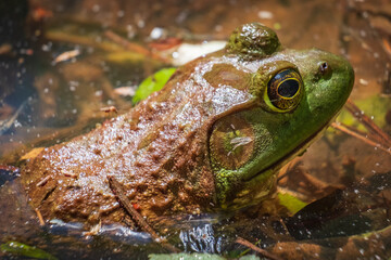 Close up of an American Bullfrog (Lithobates catesbeianus). Raleigh, North Carolina.