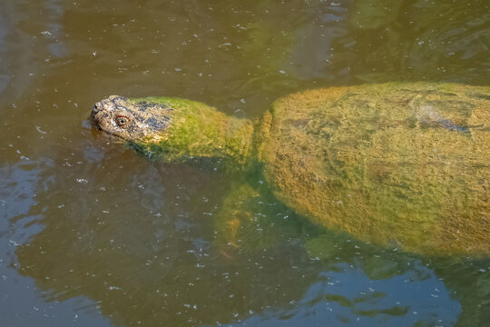 A Common Snapping Turtle (Chelydra serpentina) swimming in a pond. Raleigh, North Carolina.