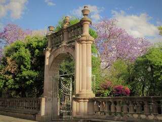 jacarandas blooming in the park, Mexico