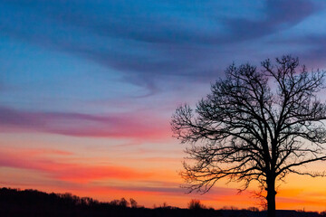 Fototapeta na wymiar Silhouette of a large oak tree against an evening sky that is blue, pink, purple, and orange