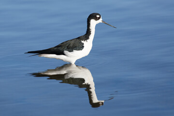 Black-Necked Stilt wading in a Pond