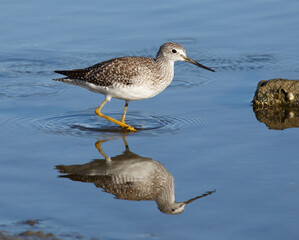 Obraz premium Greater Yellowlegs Wading in a Pond