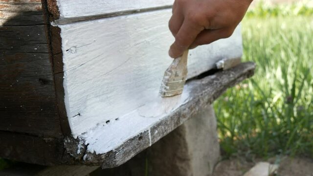 Spring preparation of a bee hive for the summer. Male beekeeper using special white paint and brush to paint wooden boards.