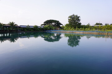 Two ducks playing in the canal