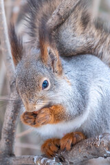 The squirrel with nut sits on a fir branches in the winter or late autumn