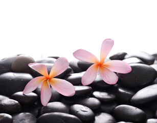 Obraz na płótnie Canvas Pink two frangipani, close up with,black zen stones