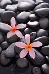 Fototapeta na wymiar Pink two frangipani, close up with,black zen stones