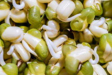 Sprouts or seedlings of mung beans in a bowl, close up.