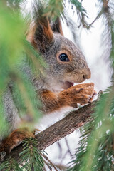 The squirrel with nut sits on a fir branches in the winter or late autumn