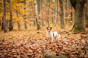 mały pies w lesie