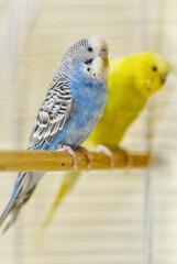 Zwei Wellensittiche sitzen nebeneinander auf einer Holzstange, schwache Tiefenschärfe