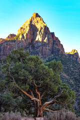Naklejka premium Twisted Tree at Zion