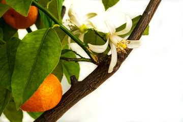 White flowers and orange mandarin fruits on a branch with copy space