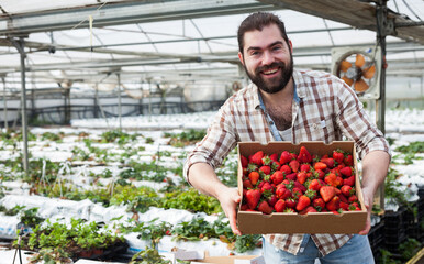Positive man harvesting strawberries in a greenhouse. High quality photo