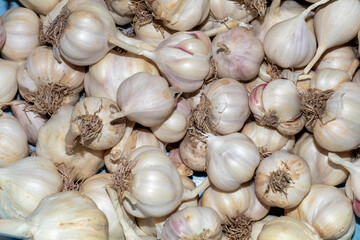 Full bucket of white and pink garlic