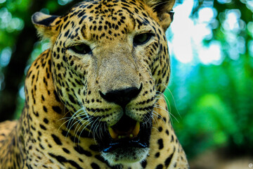 leopard in zoo