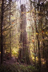 old tall cedar stump 