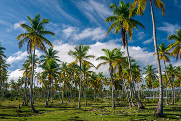 Obraz premium Palm forest near Playa del Aserradero in Samana province of Dominican Republic