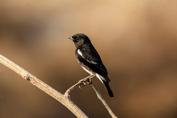 The pied bush chat is a small passerine bird found ranging from West Asia and Central Asia to the...