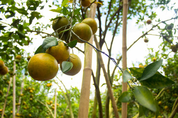 Orange fruit in a green orange garden