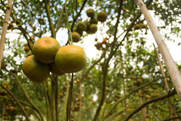 Orange fruit in a green orange garden