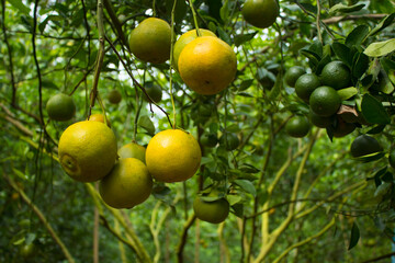 Orange fruit in a green orange garden