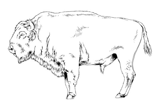 powerful huge Buffalo with horns drawn in ink freehand sketch