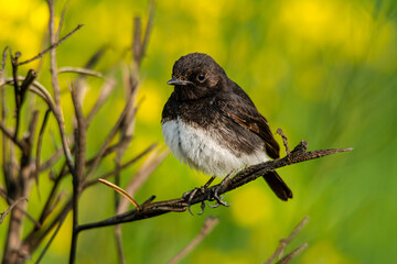 The pied bush chat is a small passerine bird found ranging from West Asia and Central Asia to the...