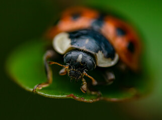 harlequin Ladybird /Ladybug