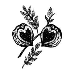 Hand drawn heart shaped fruit and botanicals