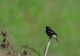 The pied bush chat is a small passerine bird found ranging from West Asia and Central Asia to the...