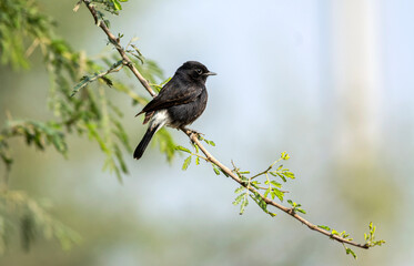 The pied bush chat is a small passerine bird found ranging from West Asia and Central Asia to the Indian subcontinent and Southeast Asia.
