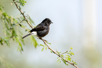The pied bush chat is a small passerine bird found ranging from West Asia and Central Asia to the...