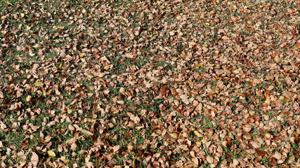 Dry leaves on the green lawn. Orange dry leaves fall on a park lawn in the autumn sunshine. Natural background. selective focus