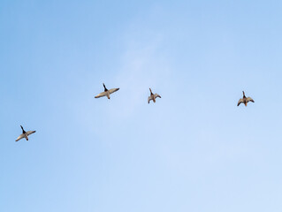 Four wild mallards with brown heads and grey feathers on body flying in clear blue sky