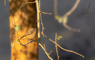 The pied bush chat is a small passerine bird found ranging from West Asia and Central Asia to the...