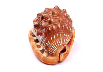 Sea Shell Cassis cornuta isolated on a white background. The horned helmet shells. A species of large sea snail
