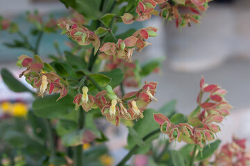 Candelilla, Tall slipper plant or Slipper spurge bloom on tree in the garden.