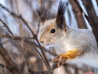 The squirrel funny sits on a branches in the winter or autumn