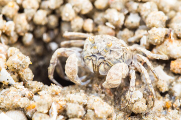 Ghost crab making sand balls on the beach