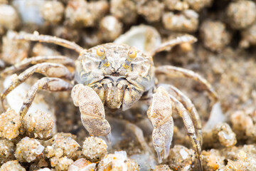 Ghost crab making sand balls on the beach