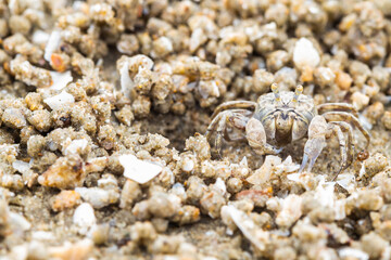 Ghost crab making sand balls on the beach