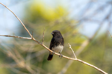 The pied bush chat is a small passerine bird found ranging from West Asia and Central Asia to the...