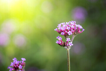 The background image of the colorful flowers