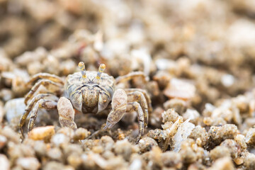 Ghost crab making sand balls on the beach