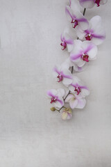 Naklejka na ściany i meble Pink and white orchid flower branch bloom included clipping path with copy space 