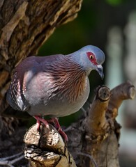 Close up of a large Guinea Pigeon
