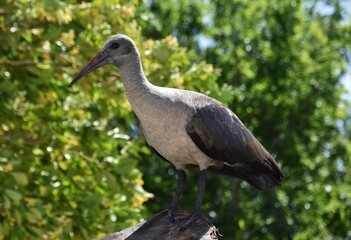 Close up of a Hadeda Ibis