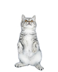 Funny Cat Isolated Looking Up