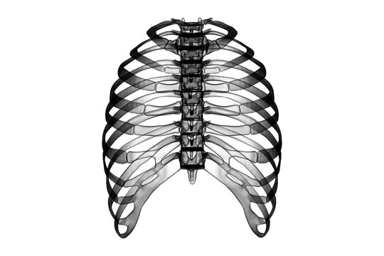 2d render Rib cage bones. Human skeletal system
